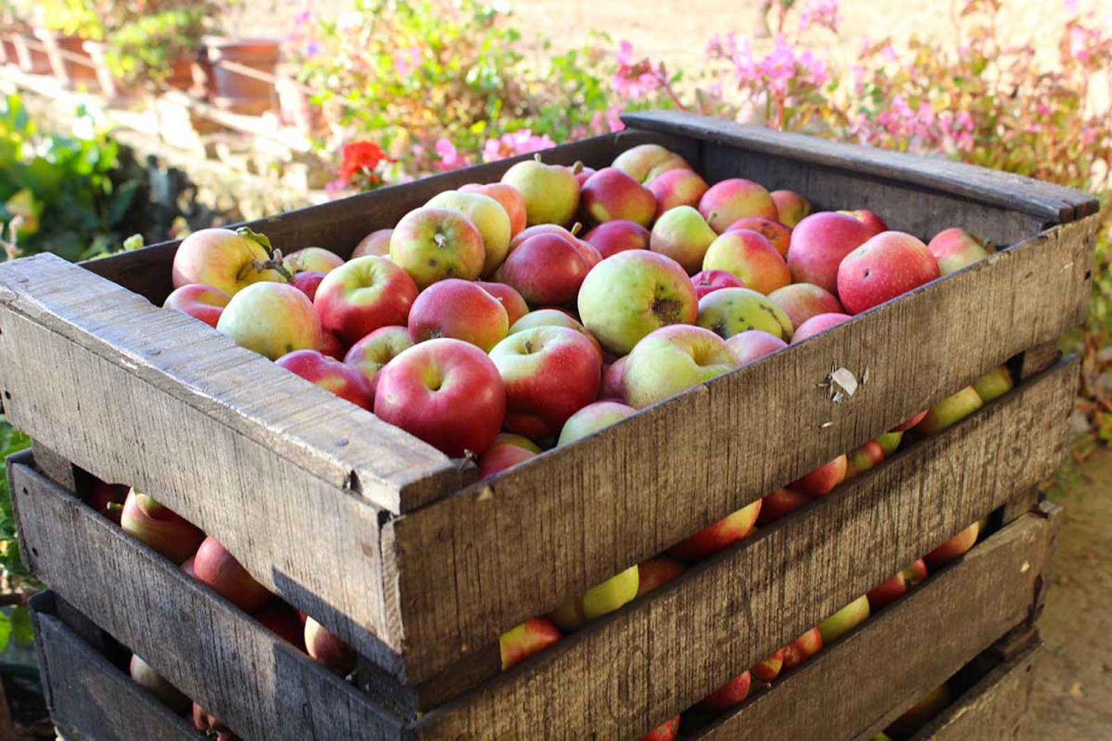 POMME - 3 kg - sans traitement - variété précoce - 1,50 €/kg -